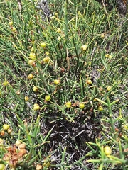 Colletia spinosissima