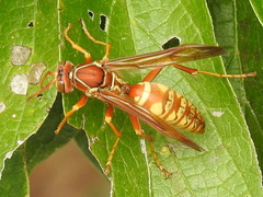 Polistes apachus texanus