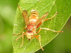 Polistes apachus texanus