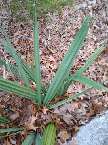 Dwarf Palmetto