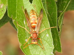 Polistes apachus texanus
