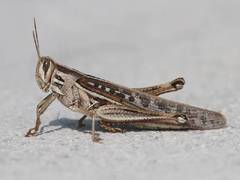 Schistocerca serialis cubense