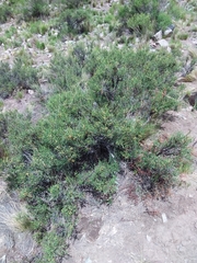 Colletia spinosissima