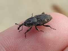 Sphenophorus cariosus