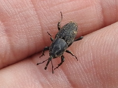 Sphenophorus cariosus