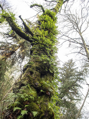 Polypodium glycyrrhiza