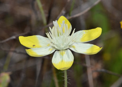 Platystemon californicus
