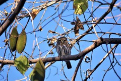 Glaucidium brasilianum