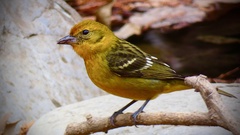 Flame-Colored Tanager photo 2