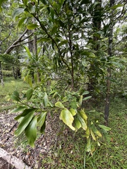 Exocarpos phyllanthoides