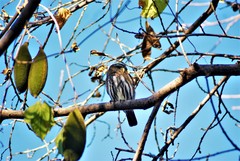 Glaucidium brasilianum