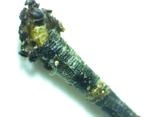 Octagonal Casemaker Moth photo 4