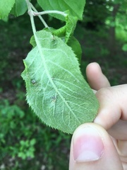 Dysaphis plantaginea