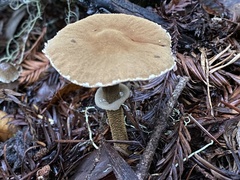 Cystoderma carcharias fallax