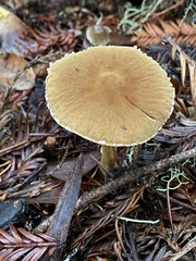 Cystoderma carcharias fallax
