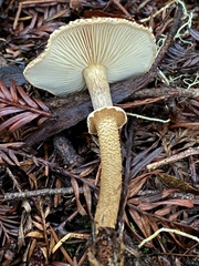 Cystoderma carcharias fallax