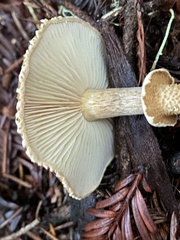 Cystoderma carcharias fallax