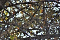 Glaucidium brasilianum