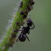 Camponotus sachalinensis - Photo (c) harum.koh, μερικά δικαιώματα διατηρούνται (CC BY-NC-SA), uploaded by harum.koh