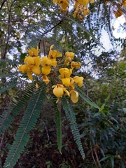 Senna williamsii