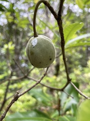Melodinus baueri