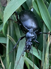 Scaphinotus striatopunctatus