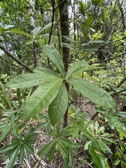 Melodinus baueri