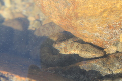 Thamnophis rufipunctatus