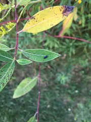 Scaphytopius frontalis