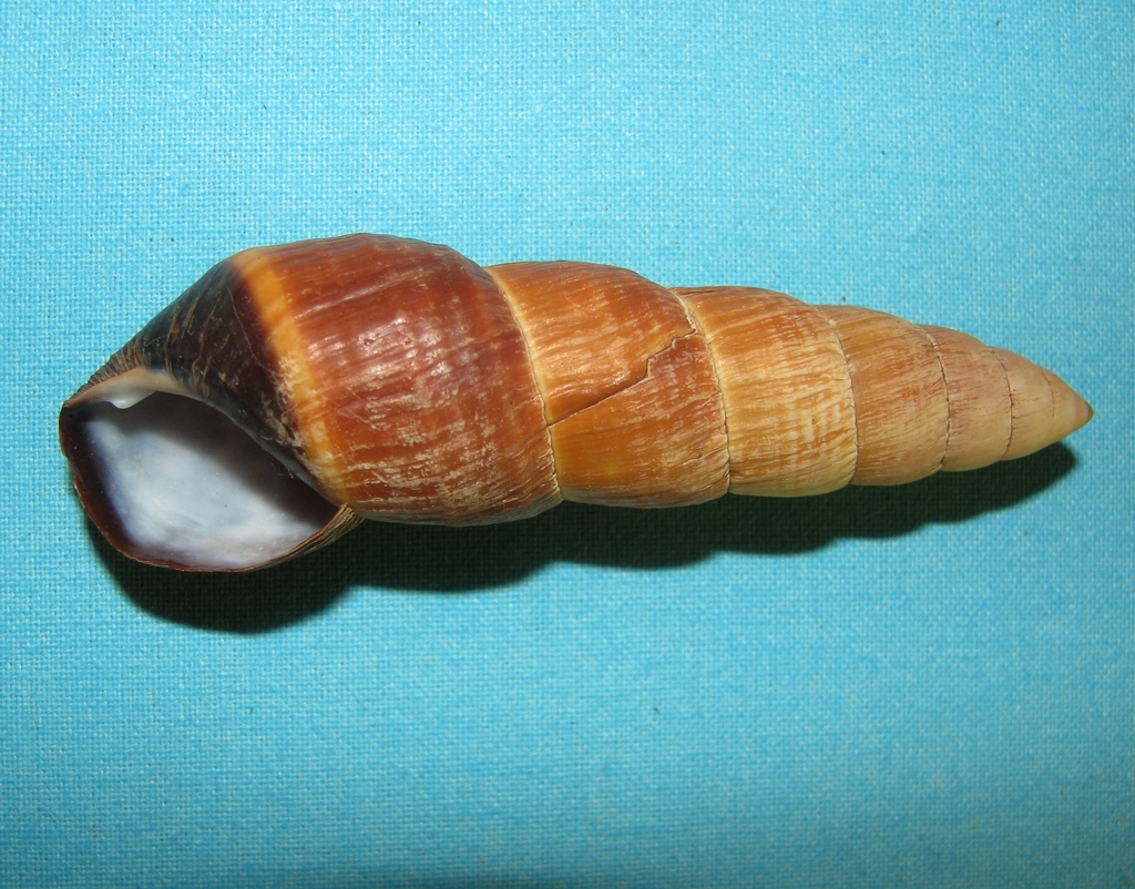 Carelia turricula