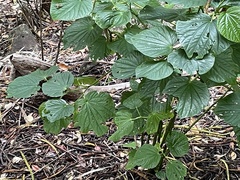 Piper excelsum psittacorum