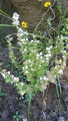 Clinopodium carolinianum
