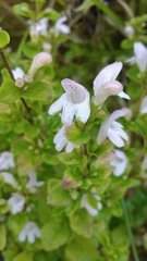 Clinopodium carolinianum