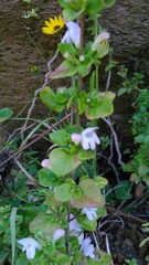 Clinopodium carolinianum