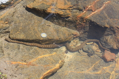 Thamnophis rufipunctatus