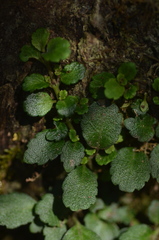 Asteranthera ovata