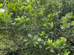 Pennantia endlicheri