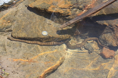 Thamnophis rufipunctatus