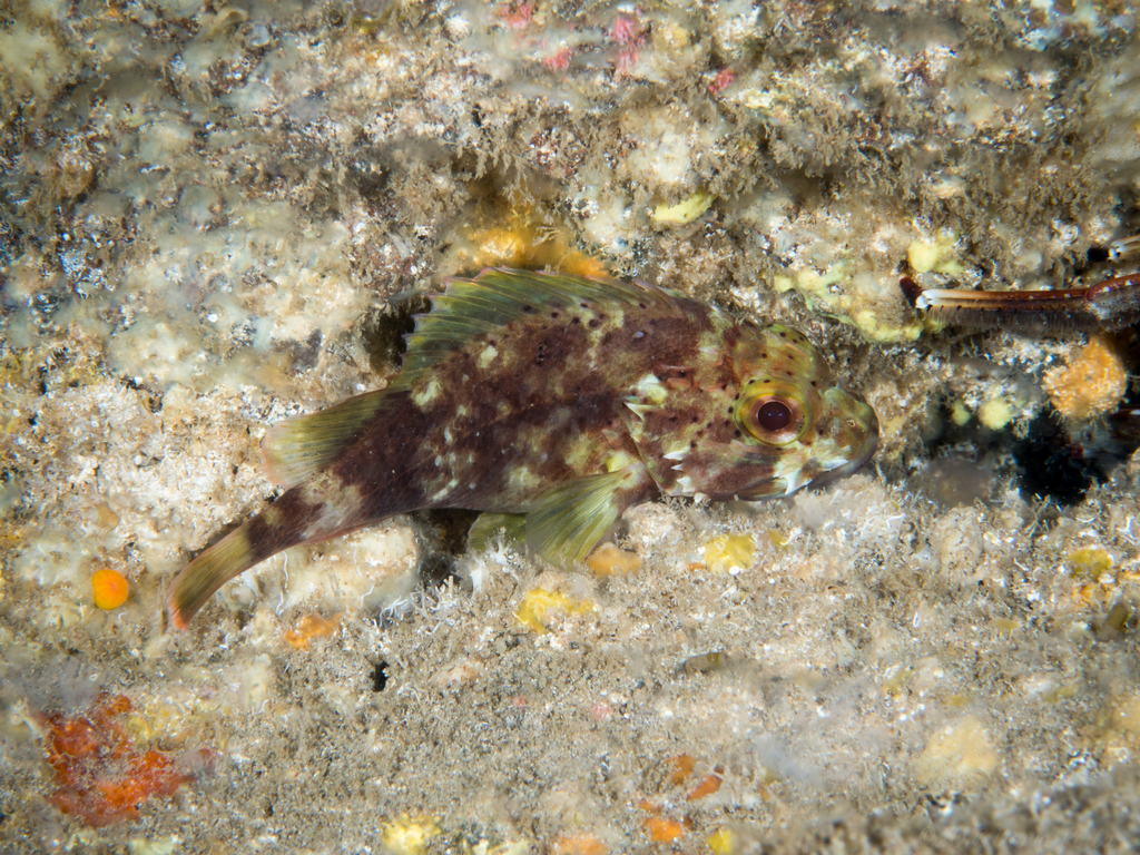 Gespikkelde schorpioenvis (Sebastapistes coniorta) — Scorpaenidae