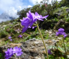 Primula primulina