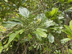 Pennantia endlicheri