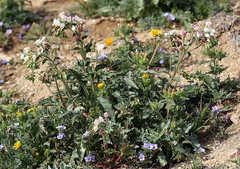 Chylismia claviformis claviformis