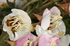 Chylismia claviformis claviformis