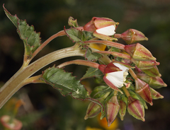 Chylismia claviformis claviformis