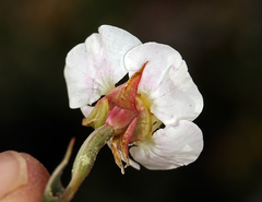 Chylismia claviformis claviformis