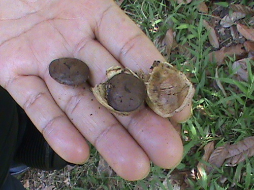 Image of Plukenetia volubilis by (c) Alejandro Alfredo Aguirre, some rights reserved (CC BY)