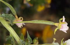 Chylismia claviformis claviformis