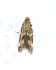 Oinophila v-flava