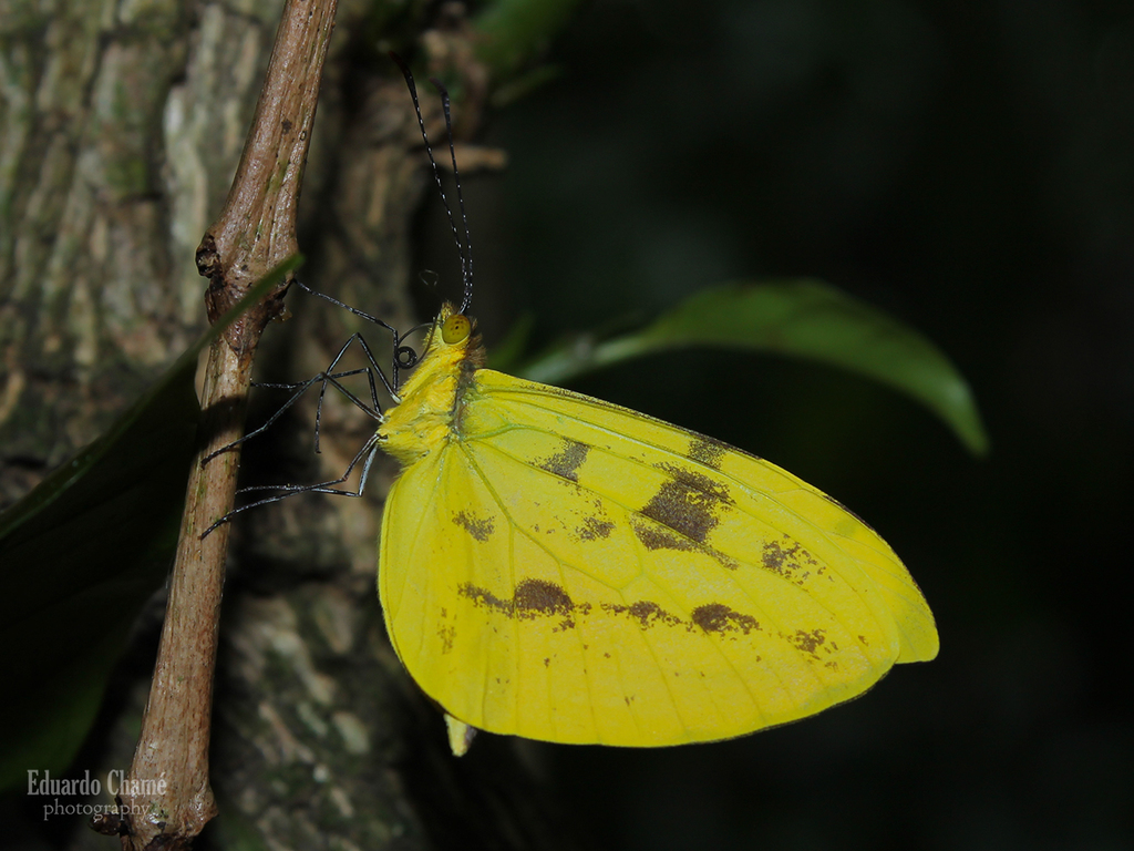 Costa-spotted Mimic-White