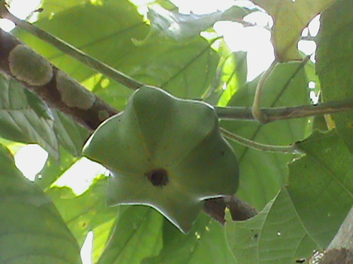 Plukenetia volubilis, photograph 6